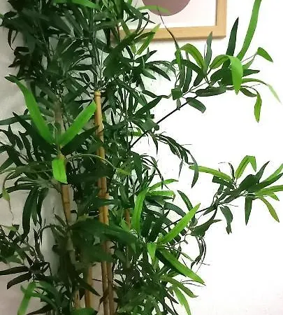 Centrico En By Bebalmy Córdoba